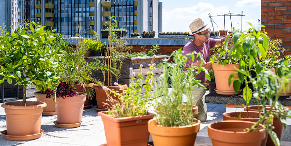 Senior adult man taking care of his plants on a rooftop garden, with a cityscape behind him.