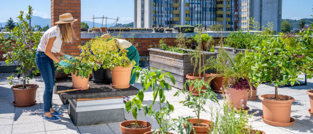 istock Urban gardening together on a rooftop 1438597217