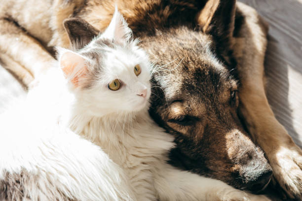 istock Cat and dog lie together on the floor 1438597295