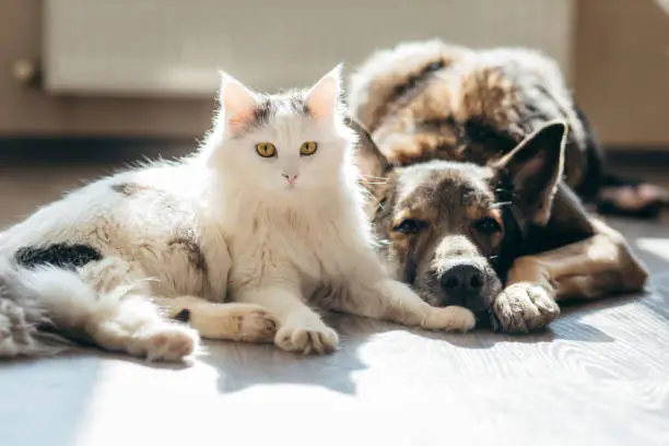 Photo of Cat and dog lie together on the floor