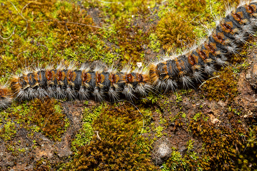 Larvae of Thaumetopoea pityocampa, the pine processionary, caterpillars that form long trains, dangerous for humans and animals because they have irritating hairs