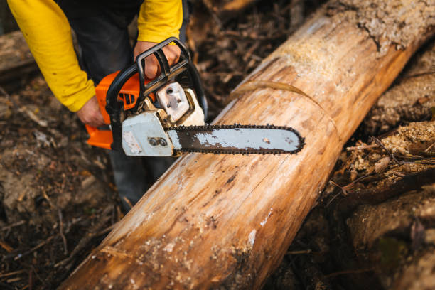istock Unrecognizable man with a chainsaw tool cutting a wood trunk. 1438598440