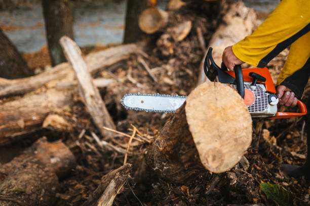istock Unrecognizable man with a chainsaw tool cutting a wood trunk. 1438598447