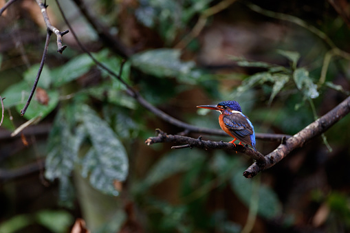 Beautiful kingfisher bird, adult female Blue-eared kingfisher, low angle view, side shot, perching on the tree stump of tropical tree over the wild swamp in nature of tropical rainforest, national park in central Thailand.