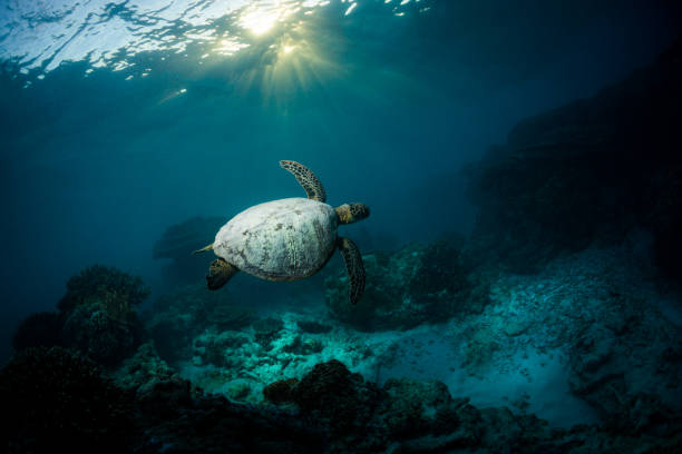 istock Sand covered green sea turtle swimming below a rising sun. 1438598918