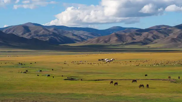 Yourtes, yacks et chevaux dans la vallée d’Orkhon avec les montagnes en arrière plan en Mongolie