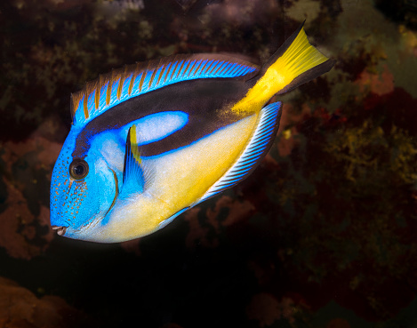 Closeup of a blue tang surgeonfish