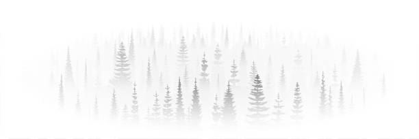 illustrations, cliparts, dessins animés et icônes de forêt de conifères dans le brouillard matinal, paysage noir blanc, vignette - illustration and painting usa north america north