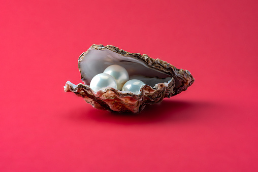 Image of  white pearls in a oyster shell on a red background.