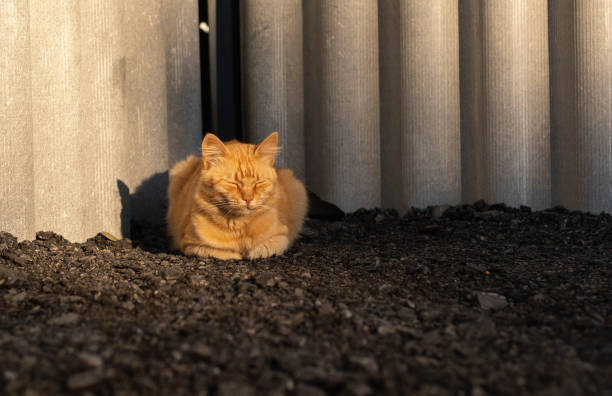 A homeless ginger cat sleeps outside and basks in the sun. The concept of homeless animals. stock photo
