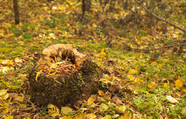 An old autumn stump in the forest littered with leaves. Autumn nature bright colors stock photo