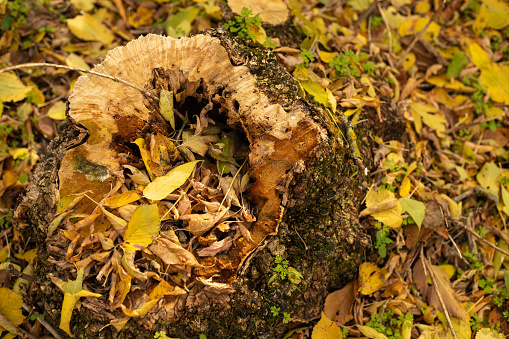An old autumn stump in the forest littered with leaves. Autumn nature bright colors
