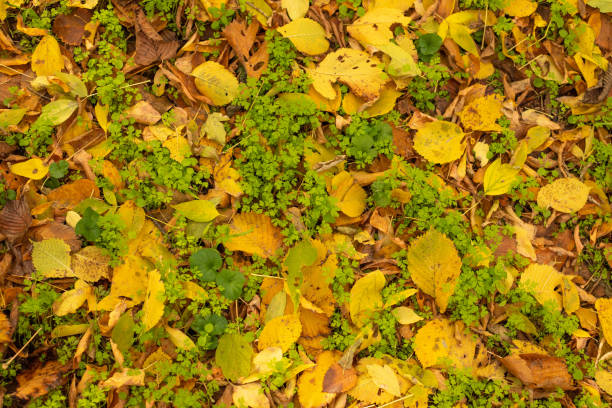 Yellow and orange leaves and green grass for background. Suitable for seasonal use. Copy space stock photo