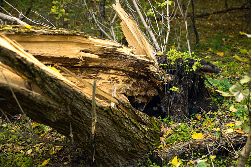 A huge tree broken by the wind in the autumn forest. Close-up