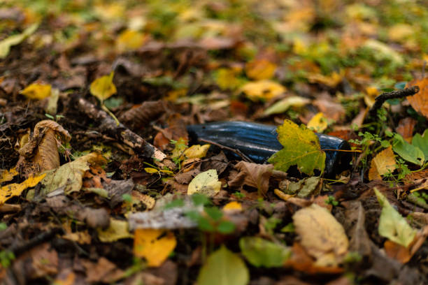 A glass empty bottle thrown in the woods. Pollution of nature stock photo