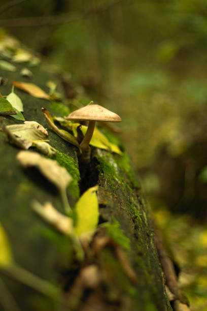 A small inedible mushroom grows out of a tree. Green shades stock photo
