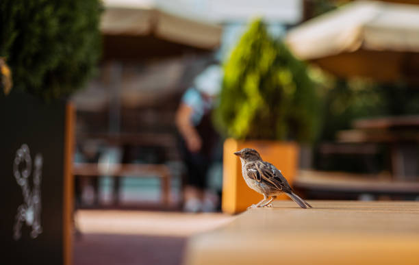 A little sparrow is looking for food in a street cafe. Bird close up stock photo