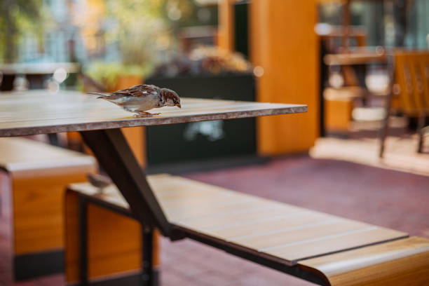 A little sparrow is sitting on a table in an outdoor cafe in search of food. Bird close-up stock photo