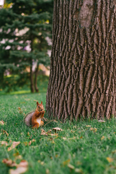 A red squirrel sits in the green grass under a tree in the park and nibbles something stock photo