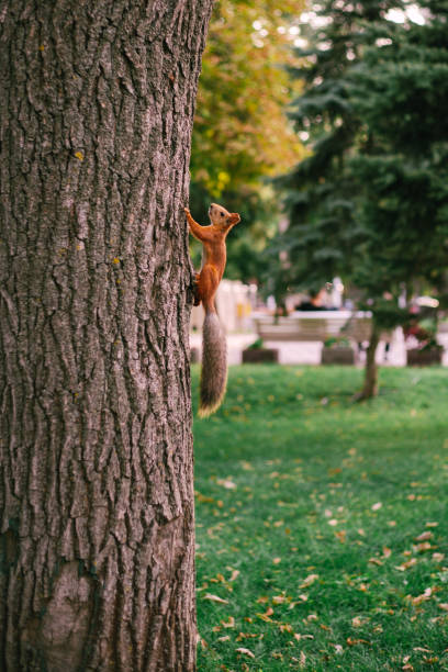 Beautiful red squirrel climbs a tree in a green park stock photo