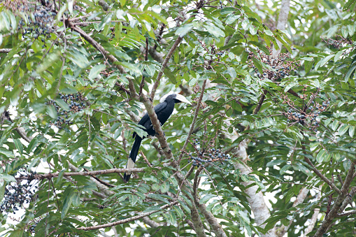 Closed up hornbill bird, adult male Black Hornbill, uprisen angle view, front shot, perching on the tropical fruit tree in tropical rainforest, national park in southern Thailand.
