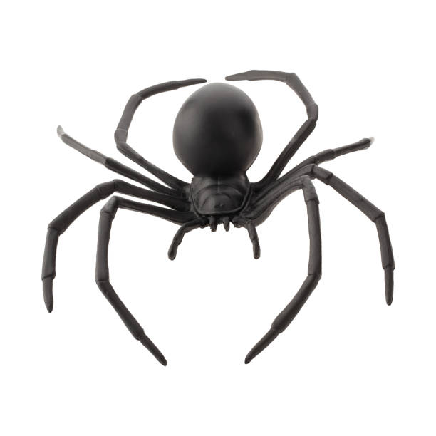 istock Fake rubber spider toy isolated over a white background 1438604905