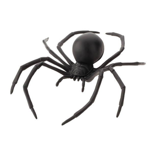 istock Fake rubber spider toy isolated over a white background 1438604926