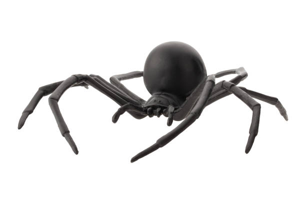 istock Fake rubber spider toy isolated over a white background 1438604932