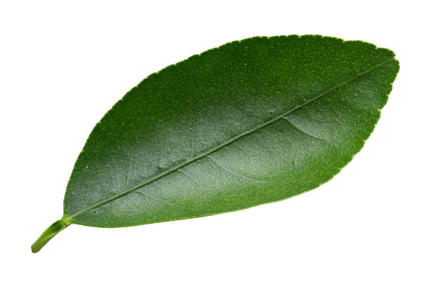 istock lemon green leaves isolated on a white background 1438605014