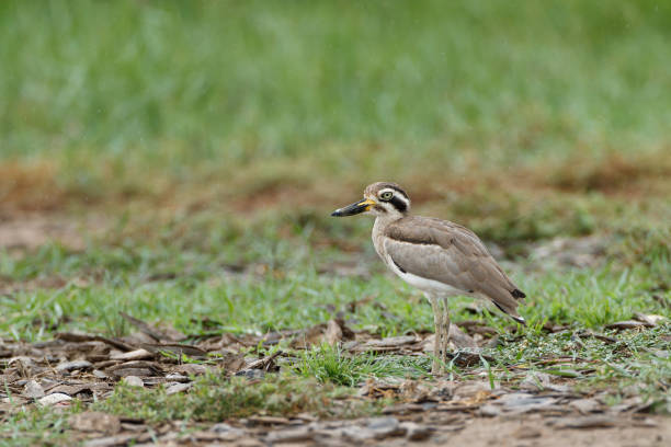 Beautiful adult great thick-knee or great stone-curlew, low angle view, side shot, walking and foraging on the agriculture field in tropical climate, central Thailand.