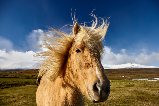 This horse defies the extreme Icelandic weather conditions. Striking clouds pile up in the sky.