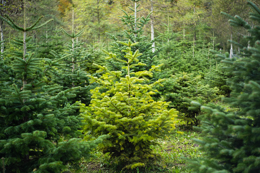 Young evergreen pine Christmas tree in a Swiss forest nursery. Day time, no people.