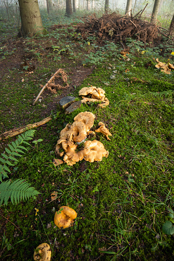 Wild autumn mushrooms growing in the forest in Europe in October. Close up shot, no people..