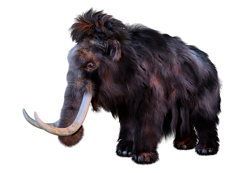 3D rendering of a woolly mammoth isolated on white background