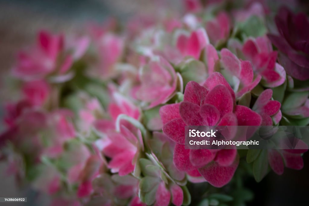 Hortensia En Un Jardín Inglés En Primavera Foto de stock y más banco de  imágenes de 2020 - 2020, Aire libre, Arbusto - iStock