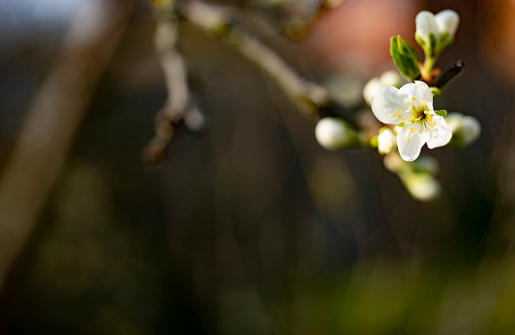 Plum blossom in an English garden in Springtime