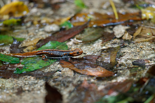 Closed up adult Himalayan newt, crocodile newt, Himalayan salamander, or red knobby newt, low angle view, side shot, in the dusk foraging on the wild swamp in tropical moist montane forest, national park in high mountain, northern Thailand.