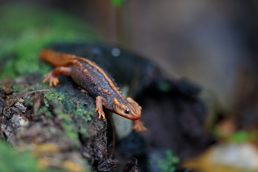 Closed up adult Himalayan newt, crocodile newt, Himalayan salamander, or red knobby newt, low angle view, side shot, in the dusk foraging on the the wet rock covered with green moss and dry leaves in tropical moist montane forest, national park in high mountain, northern Thailand.
