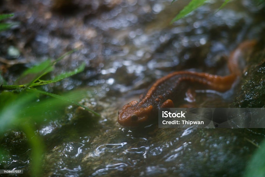 Animal Adult Himalayan Newt Crocodile Newt Himalayan Salamander Or Red  Knobby Newt Stock Photo - Download Image Now - iStock