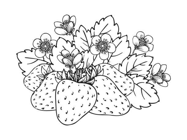 딸기 꽃 잎 익은 베리 색칠하기 책 꽃-식물에 대한 스톡 벡터 아트 및 기타 이미지 - 꽃-식물, 딸기, 손 - Istock