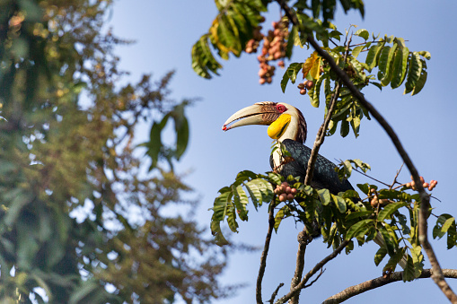 Beautiful adult male Wreathed hornbill, also called bar-pouched wreathed hornbill, uprisen angle view, side shot, in the morning under the clear sky, foraging with red seed in beak on the tropical fruit tree in tropical rainforest, national park in northeastern Thailand.