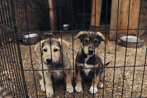 German shepherd puppy