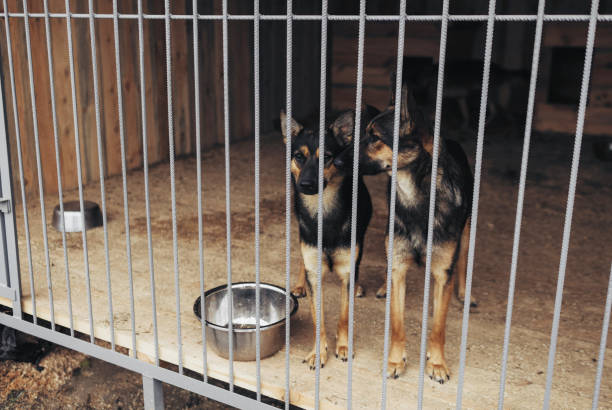 istock young puppies at the dog shelter 1438608521