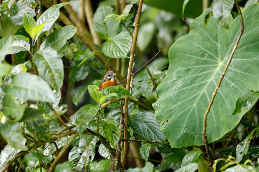 Beautiful small bird, adult Spot-necked babbler, low angle view, front shot, perching in the morning in the bush of tropical tree in tropical moist montane forest, national park on high mountain in northern Thailand.