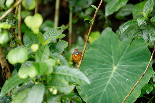 Beautiful small bird, adult Spot-necked babbler, low angle view, front shot, perching in the morning in the bush of tropical tree in tropical moist montane forest, national park on high mountain in northern Thailand.