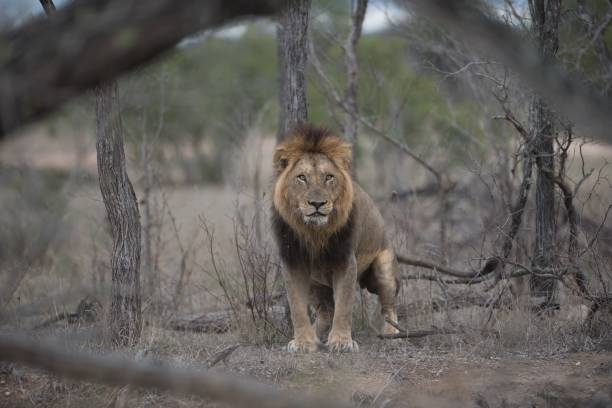 istock Fierce-looking male lion with a blurred background 1438610047