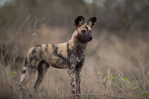 An african wild dog standing on the bush field ready to hunt