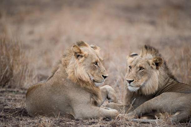 istock Male lions resting on the ground with a blurred background 1438610091