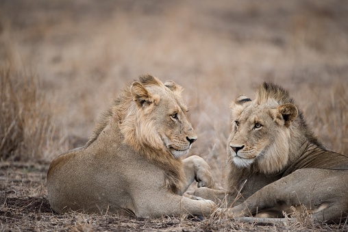 Two male lions resting on the ground with a blurred background