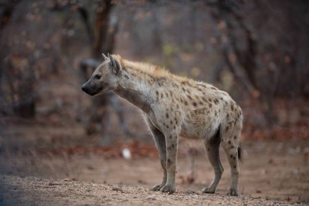 hiena manchada no chão pronta para caçar uma presa - scavenger hunt - fotografias e filmes do acervo